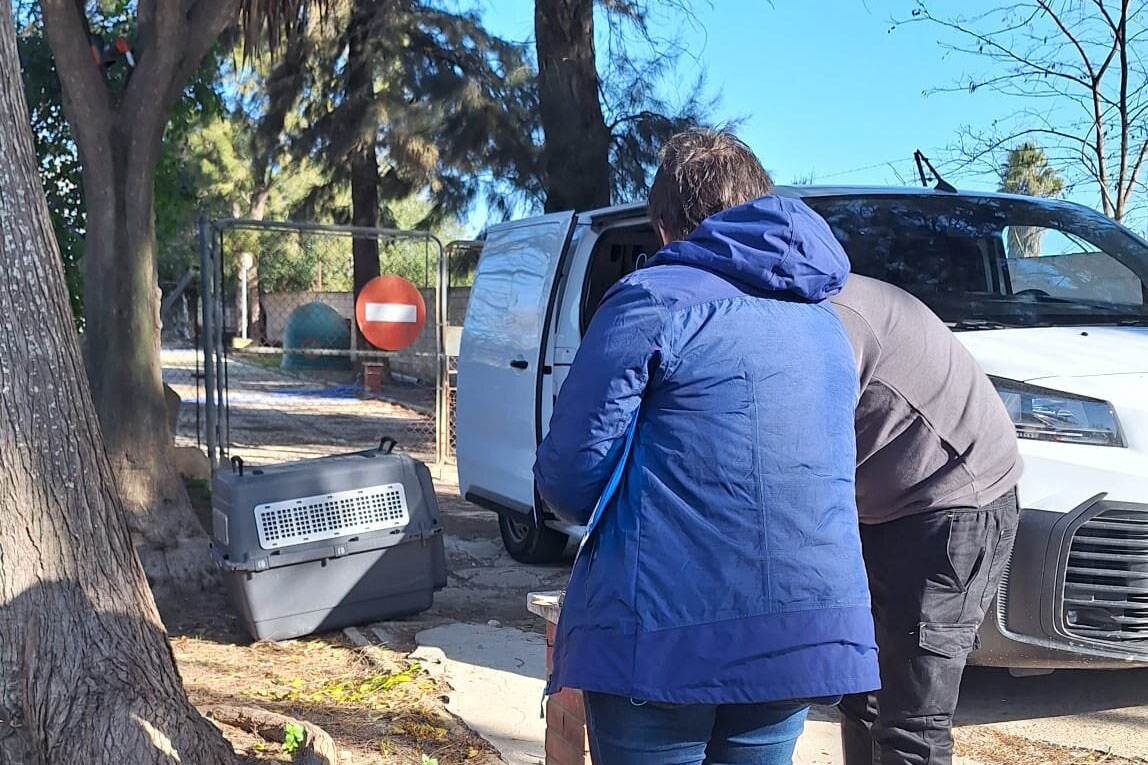 Puerto Real traslada los animales abandonados y perdidos a un centro autorizado en Málaga