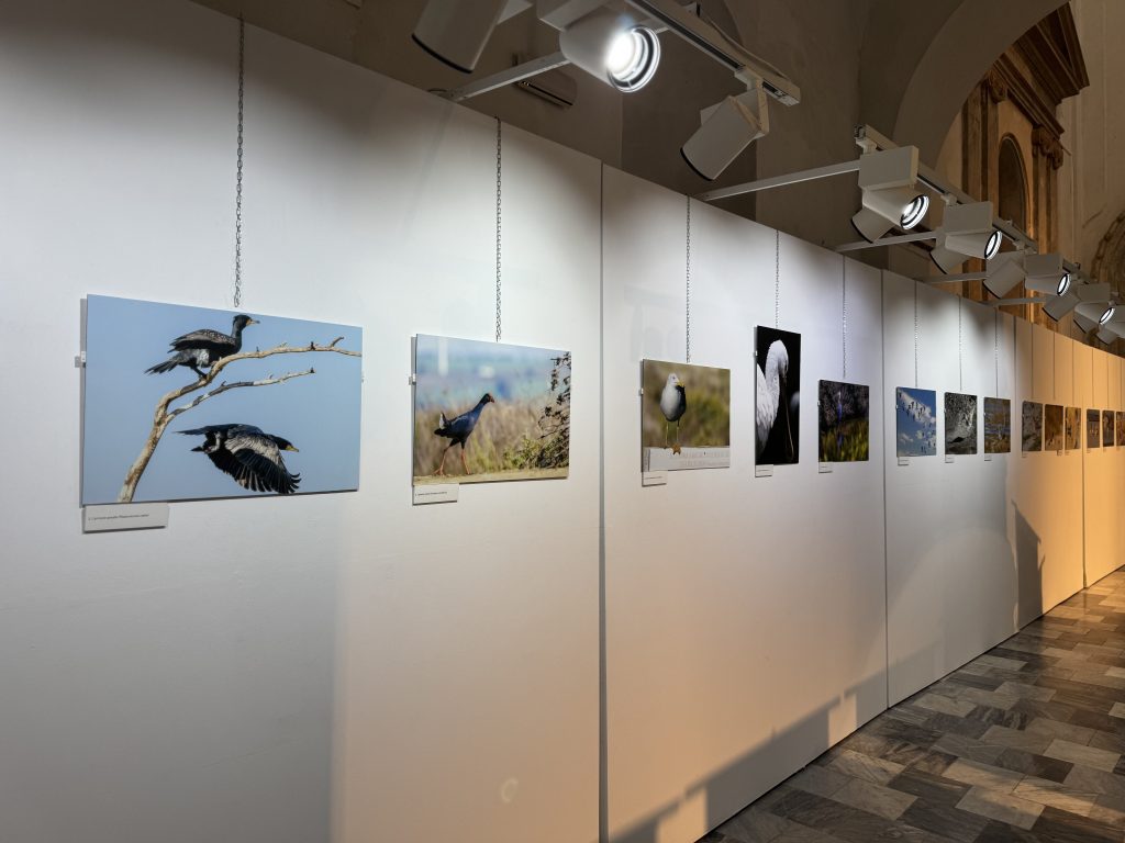 Puerto Real acoge la exposición “Horizonte salino. Reflejos de vida” en el Centro Cultural San José