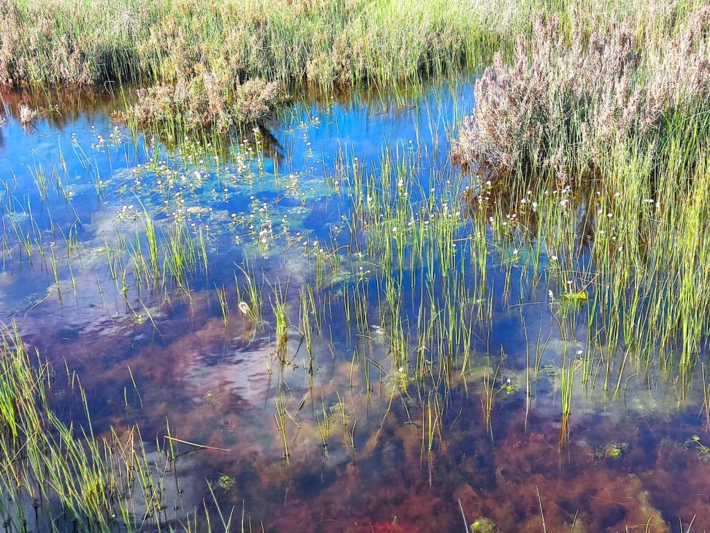 Día Internacional de los Humedales, 2 de febrero