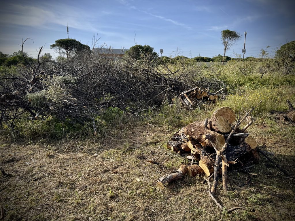 El Ayuntamiento de Puerto Real intensifica los trabajos de prevención de incendios en zonas forestales